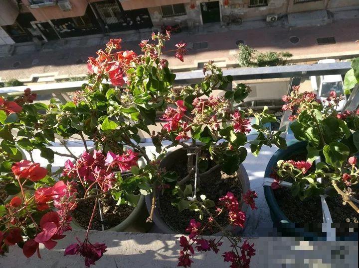 11月逛花市，这10种花还是别买了，养不活浪费钱！