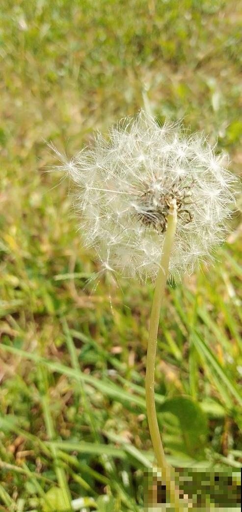 这野菜在农村随处可见，不仅可以观赏，还能泡水喝