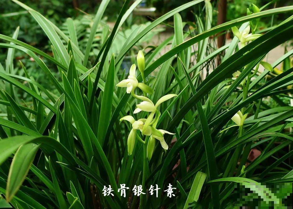 兰花最全养护要点，一年四季绿油油，开花还能香满屋！