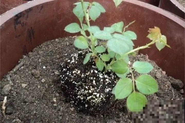 养花就得用粪桶，越养花越壮，不管也能开爆盆！