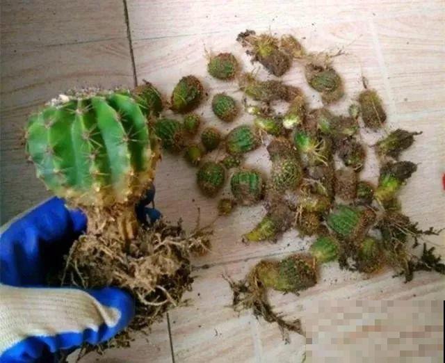 养这3种花真挣钱，今年种1棵，明年能收获一麻袋！