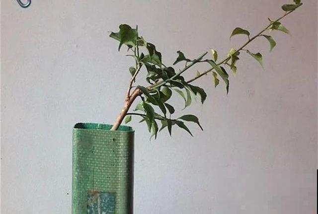 大爷不抽烟不喝酒，就爱捡酒瓶种花，养养就成传家宝