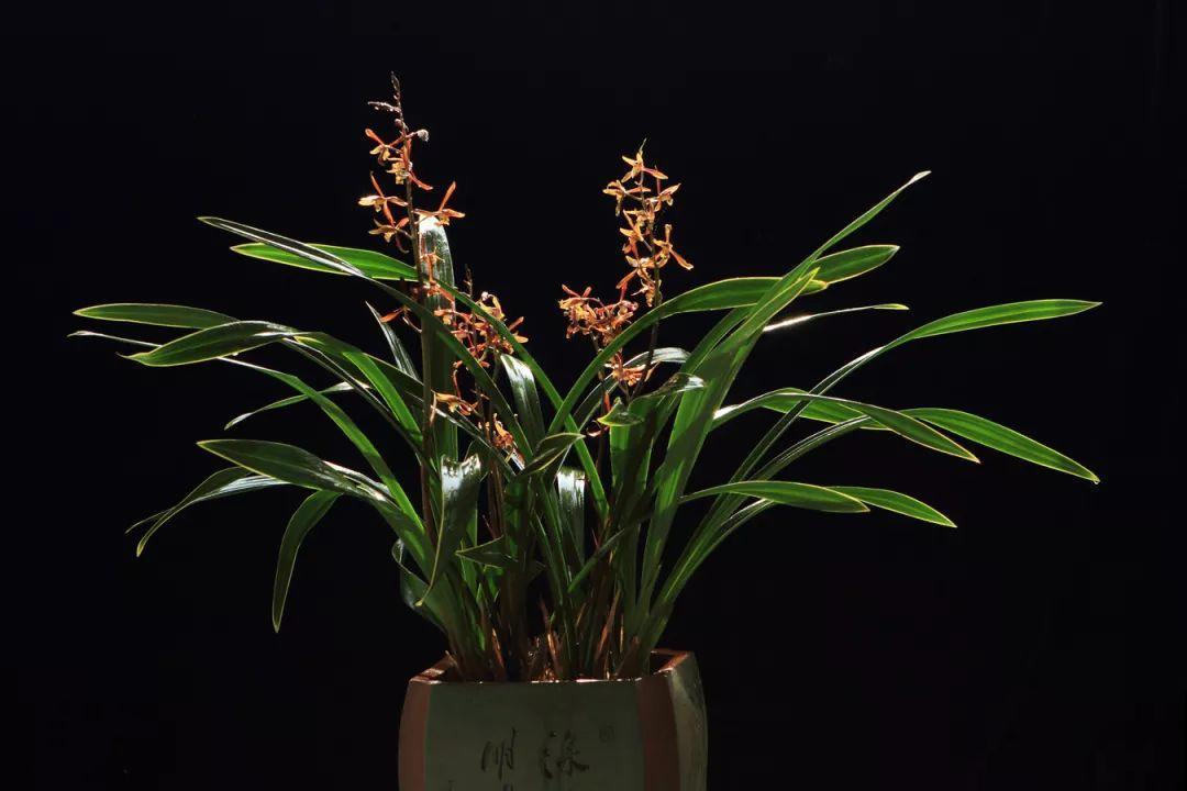 兰花最全养护要点，一年四季绿油油，开花还能香满屋！