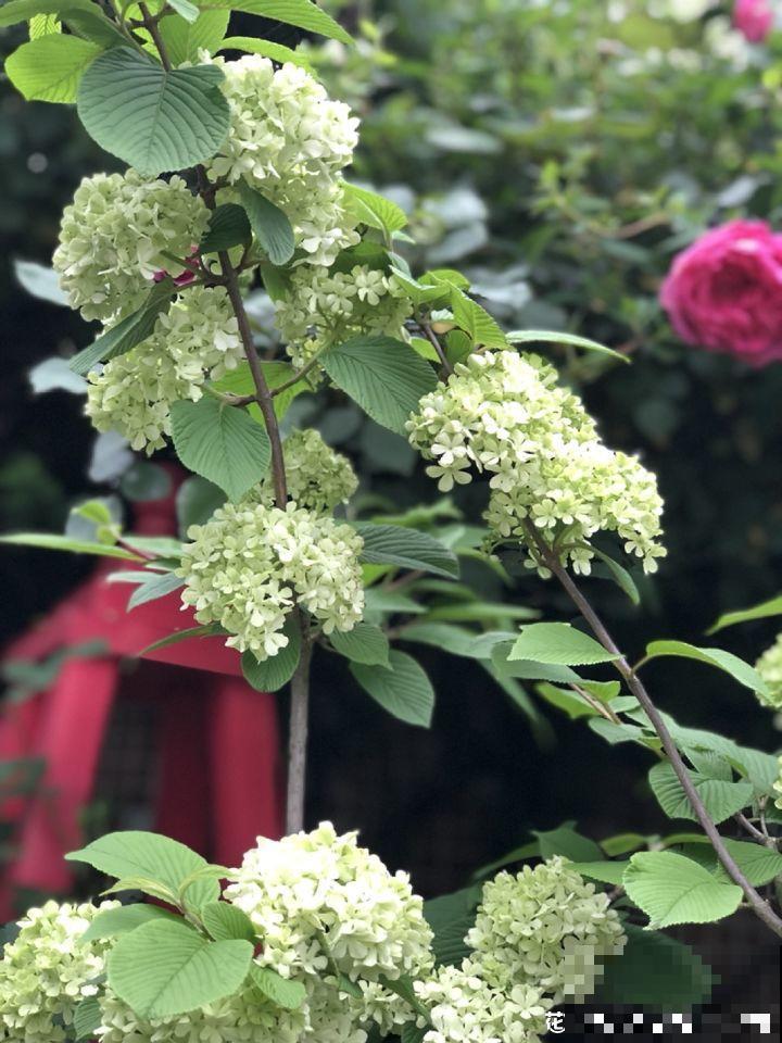 不同季节种不一样的花，这样的院子，才是我心中的世外桃源！