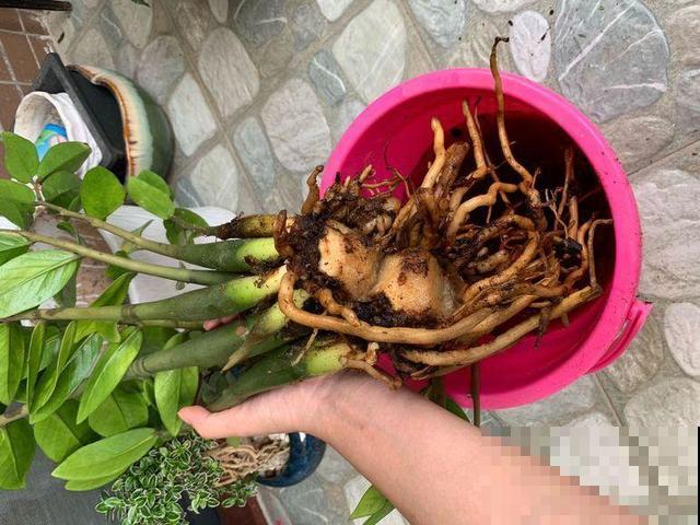 8种花秋冬要穷养，水一多就烂根，再不救只剩空盆！