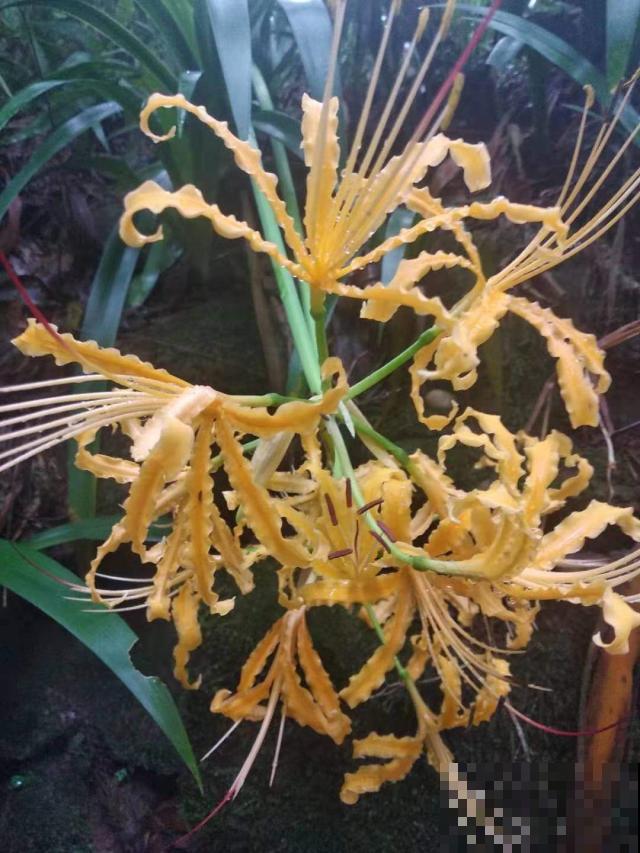 这花根茎像大蒜，开花却精巧华美像凤凰，现在正是结果期！