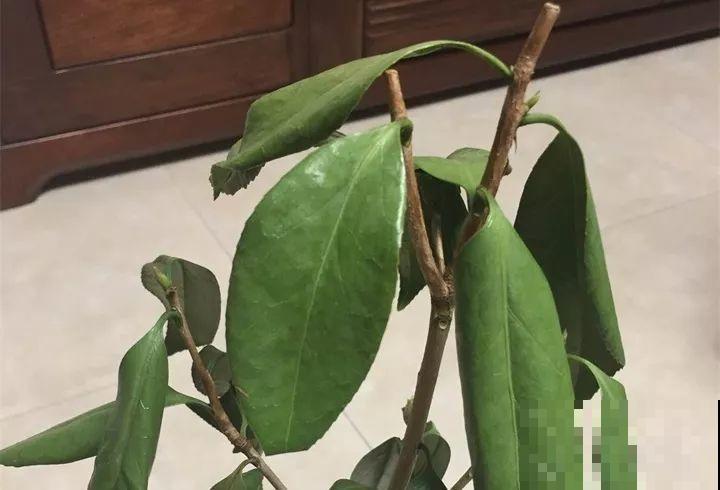 30种花冬天浇水技巧，根不烂，来年春天猛蹿新叶！