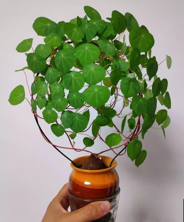 别看这花光秃秃，一喷水就窜叶，越养越值钱！
