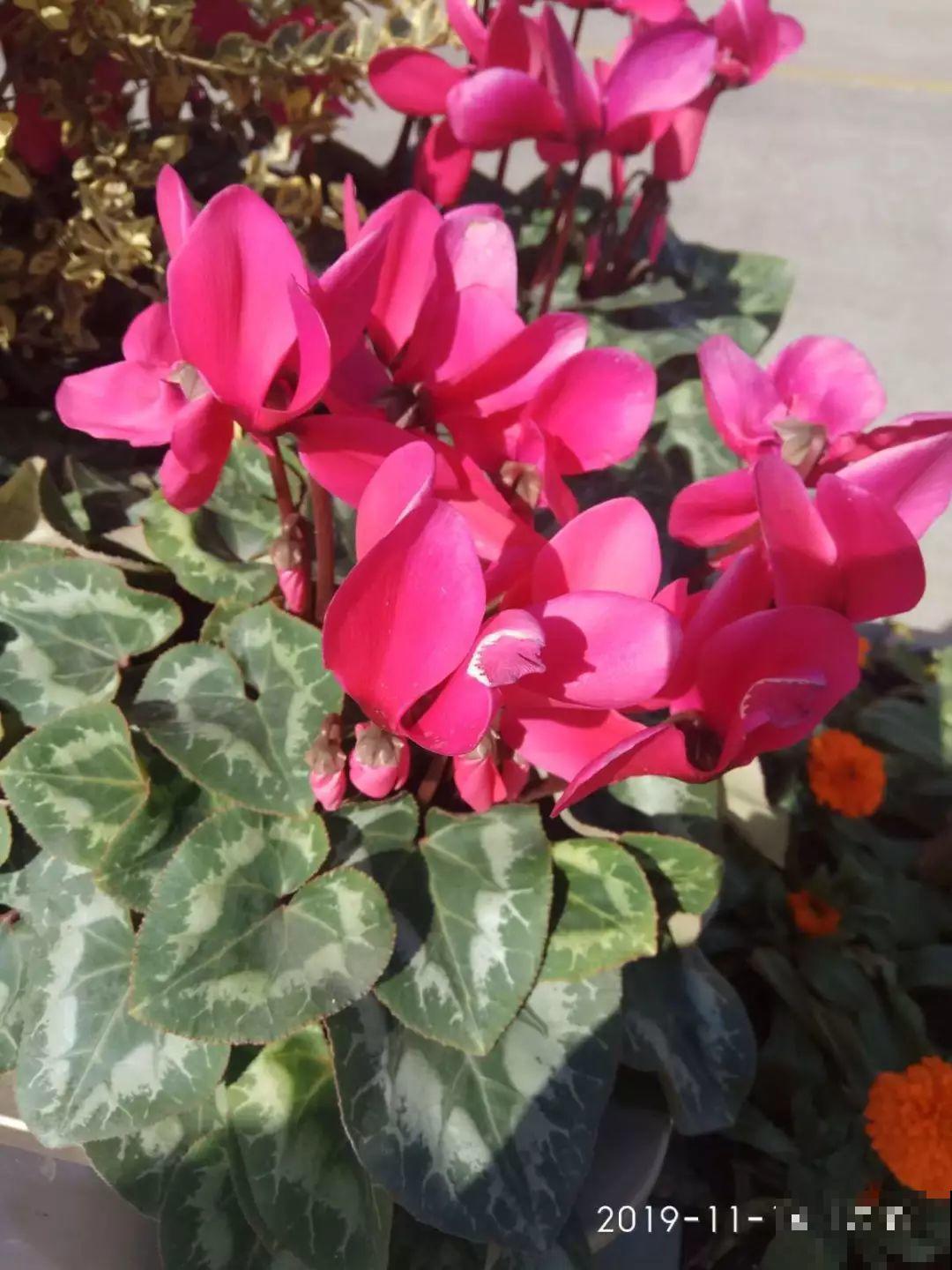 哪些花好养？首选牡丹吊兰，1个月长成小瀑布！