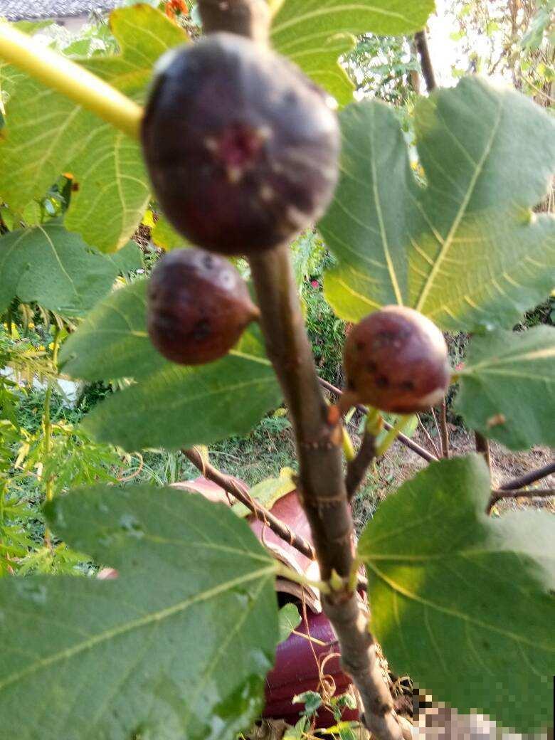 在院子里种盆无花果，果肉鲜美，可把邻居馋坏了