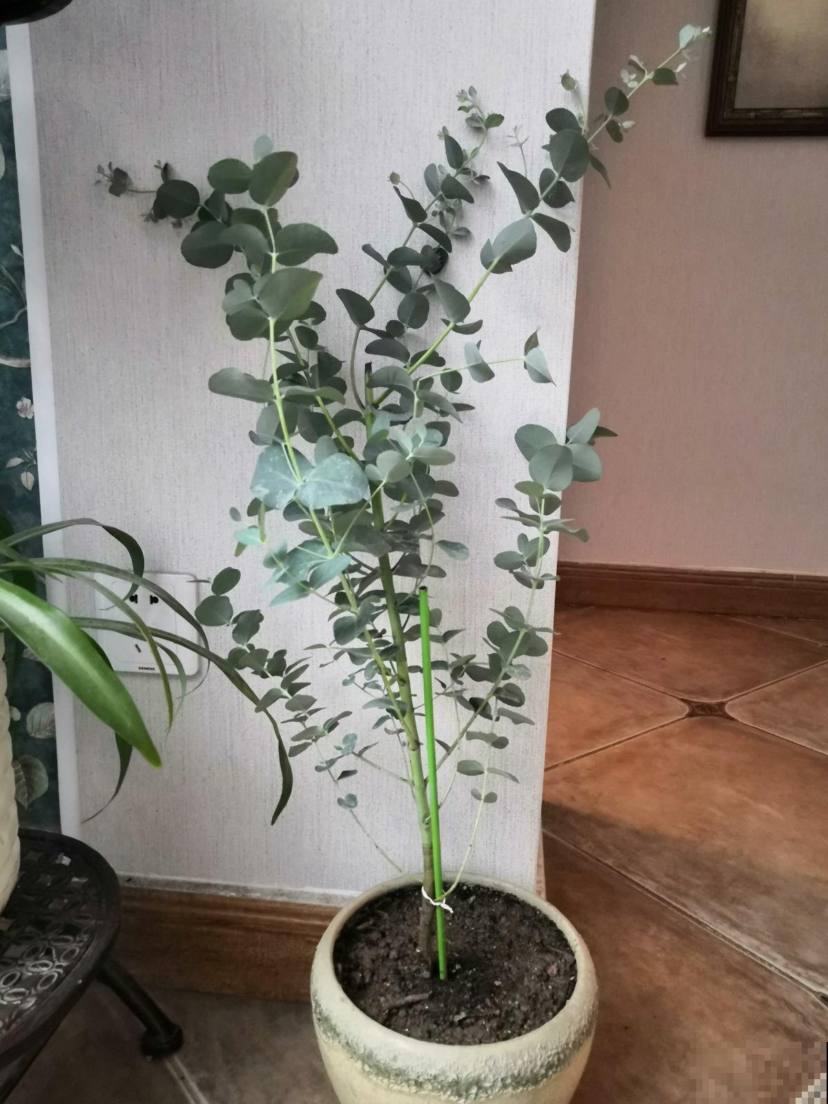 冬天花草不好养，不如房内种棵这种树，几个月就能蹿高到屋顶！