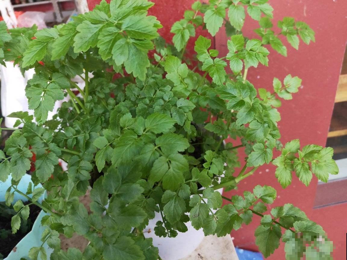 切菜剩下的芹菜根别扔，放花盆里种上，不到一个月就能长出来