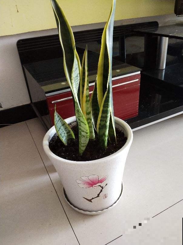 配土的时候加这1种东西，土壤不容易板结，省得再换土