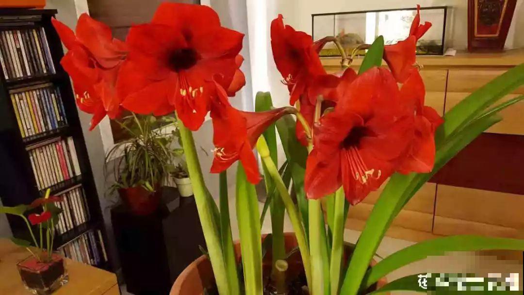 20种花不怕冷，大冬天照样开花，南北方都能养！