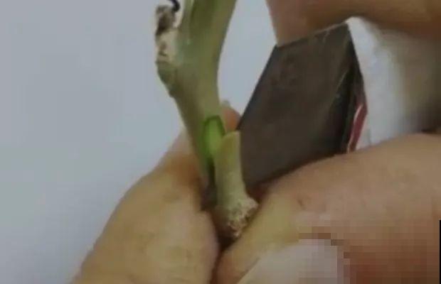 蟹爪兰绑树枝上，花量猛增不烂根，咋养都不死！