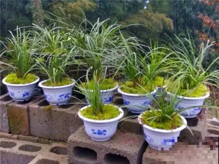 这花公认难养，冬天放外面冻20天，立马开花！