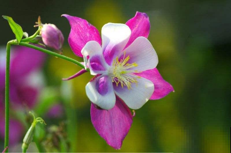 耧斗菜是蔬菜还是花卉？花苞绽开时全家惊叹，神秘身份立马揭晓！