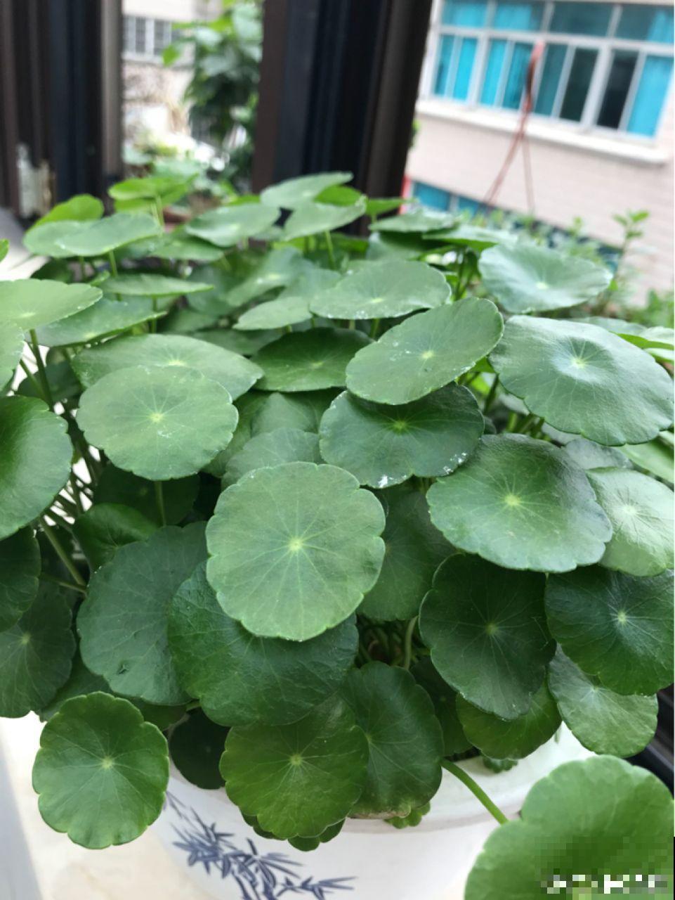 养的花还有这寓意？别说一盆，10盆都愿意养！
