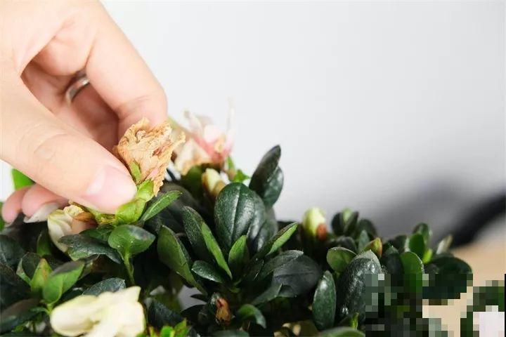 越老越值钱的花，修修剪剪，养两年身价翻倍涨！