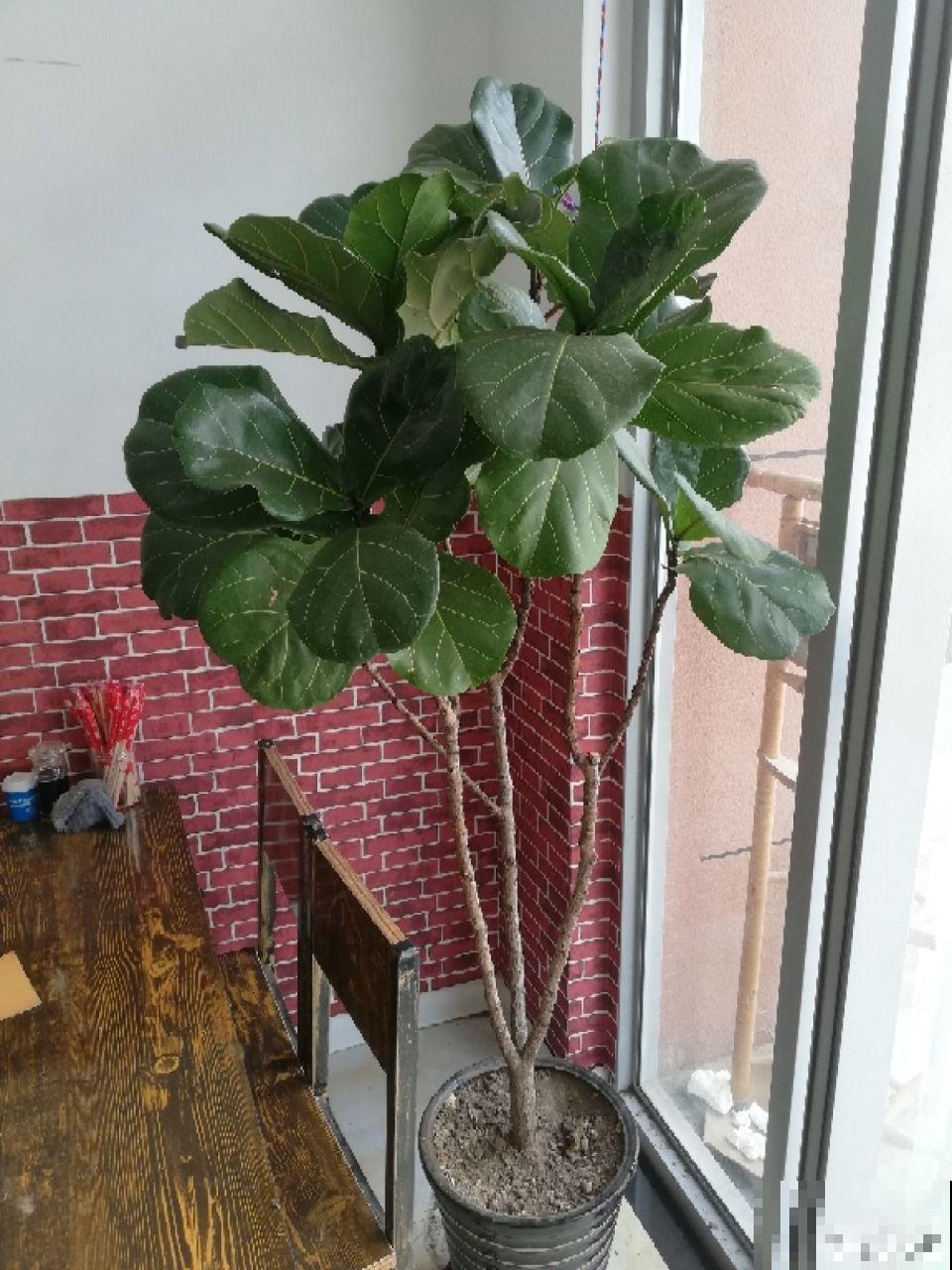 秋冬养花，这种水就别再浇了，不然叶子发黄还哗哗掉！