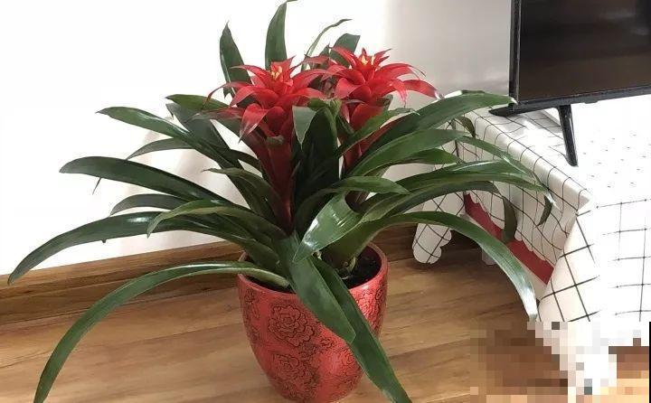 这9种花，养一盆一年四季有的看，不知道的还以为是塑料花！