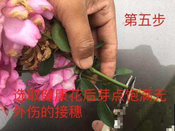 10块钱的月季，他养两年，转眼价格翻了几十倍！