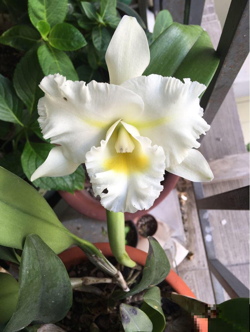 花盆里爬满蚂蚁怎么办？爬来爬去可吓人了，教你解决！