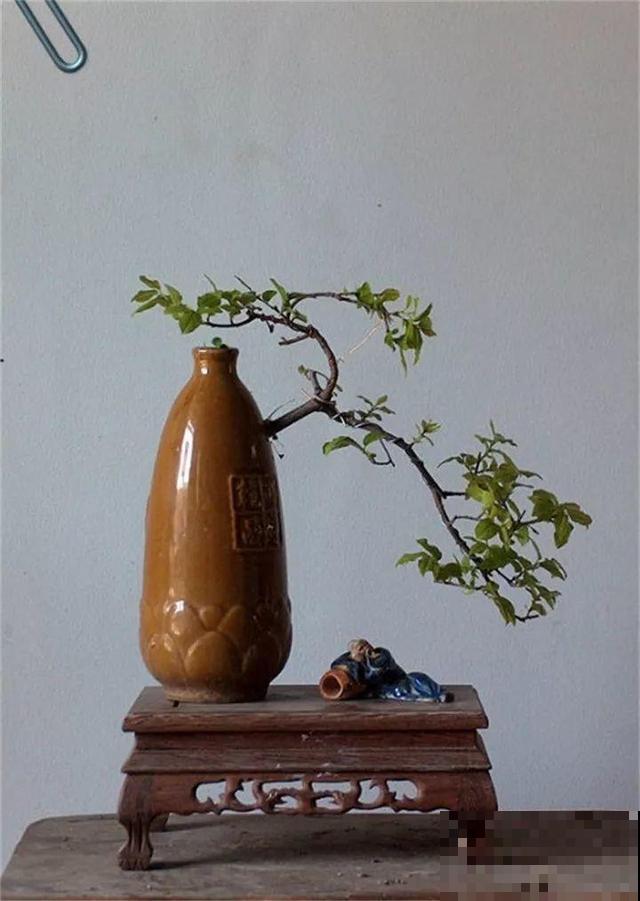 大爷不抽烟不喝酒，就爱捡酒瓶种花，养养就成传家宝
