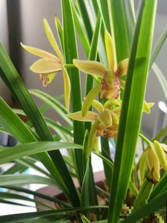 8种花，沾土就活，特有成就感，养一次就上瘾！