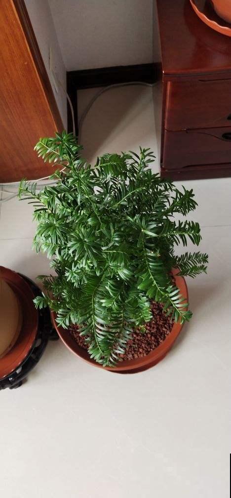 红豆杉养着养着就秃了咋整？老花农传授一招，几周就重新绿到发光