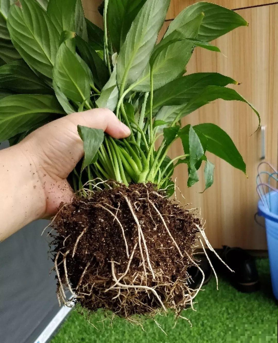 垃圾桶里捡到这3种花，剪一剪叶子就活，再也不用买花了！