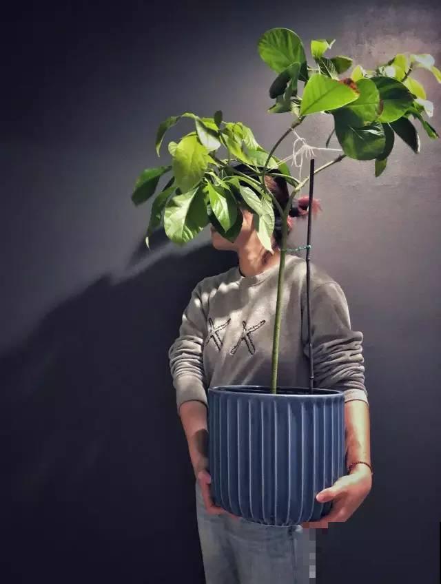 她的家里摆满了花，非但不乱还美得像花园，朋友来了不想走！