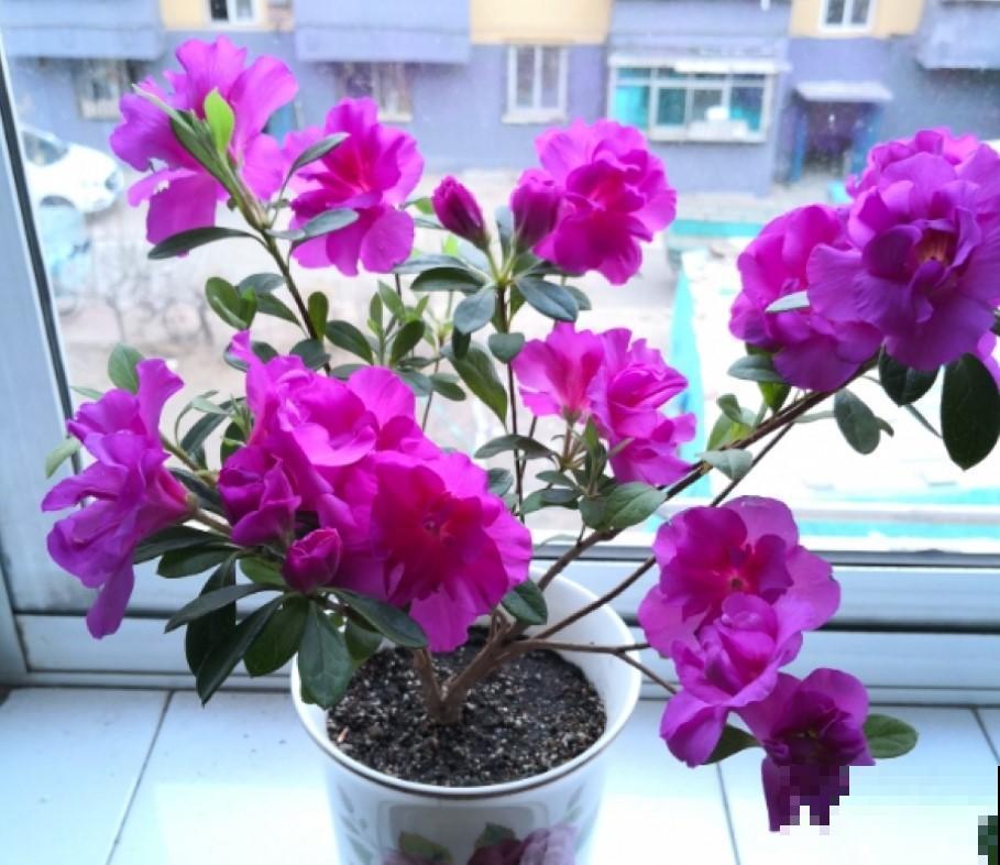 杜鹃花想要开得好，这几点不能少，过不了多久就开花！