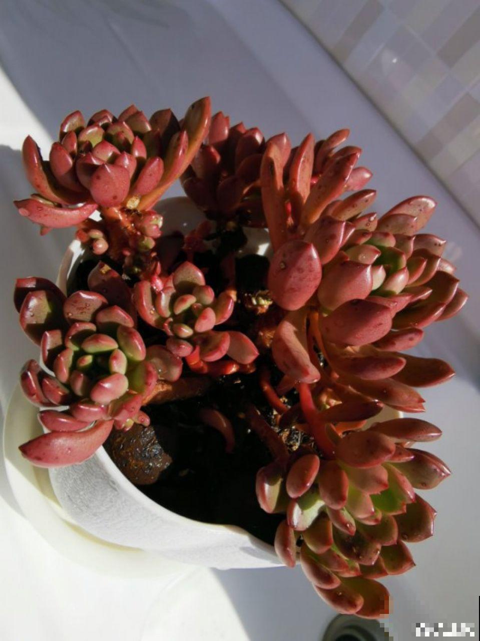 这花真让人眼馋，邻居天天跑来要，烦都烦死了！