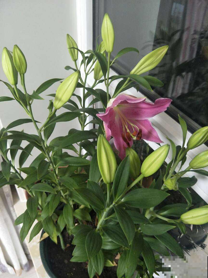 小李买了一盆“百合花”，谁知开花却离奇变种，这鬼伎俩不得不知