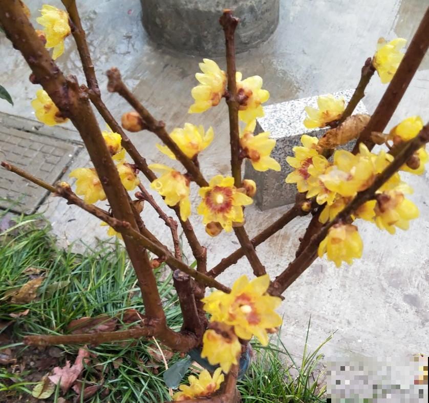 冬季想要赏花，养棵腊梅，香气十足！