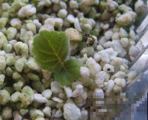 这种叶子随便切碎，直接扔盆里就能冒出一堆花，简直太强悍了！