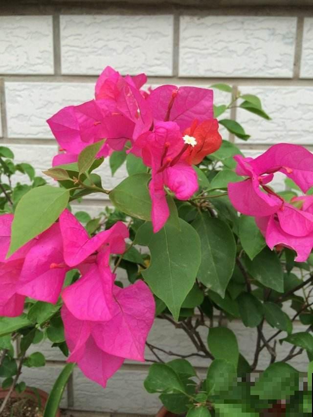 这几种花，阳光不够千万不要养，早晚会养死