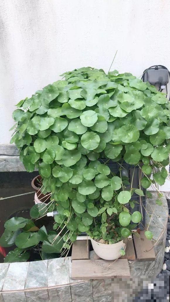 这花就爱窜小芽，摘下来蘸土就活，两个月又能长满一大盆！