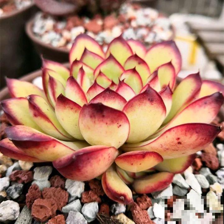 秋冬养了这种花，只要给它晒太阳，不用施肥都长胖！
