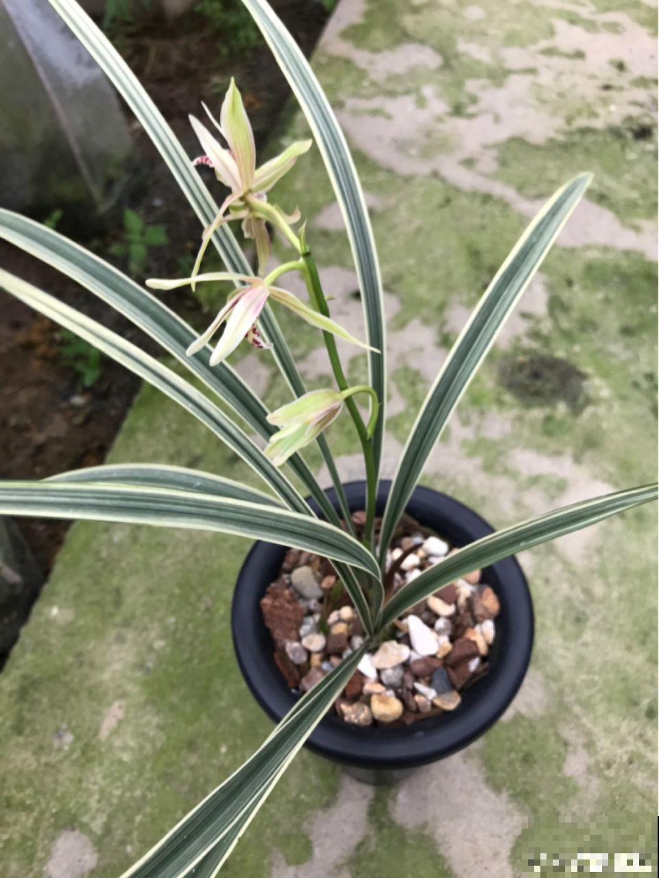 花市老板的那些卖花套路，偷梁换柱，一般花友怎么避免？