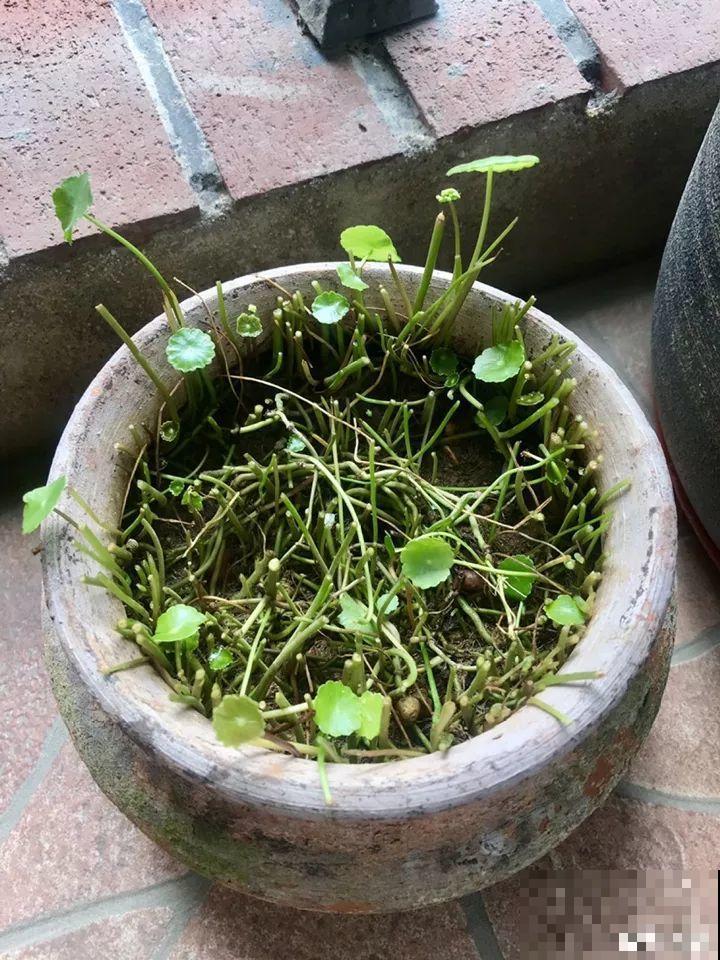 11月逛花市，这10种花还是别买了，养不活浪费钱！
