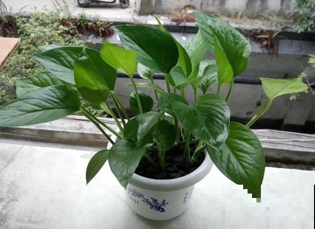 8种花秋冬要穷养，水一多就烂根，再不救只剩空盆！