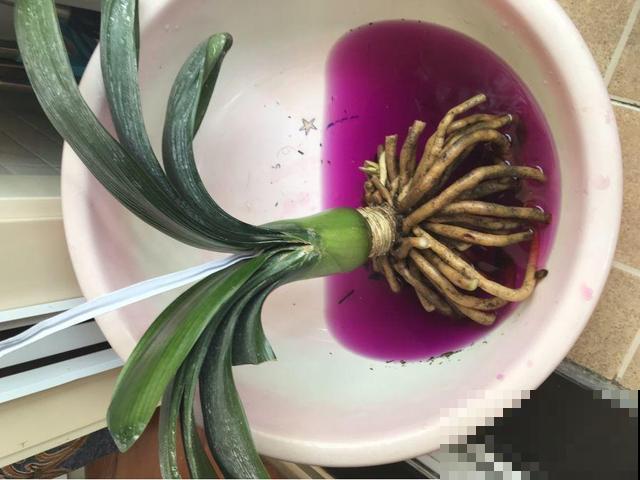 8种花秋冬要穷养，水一多就烂根，再不救只剩空盆！
