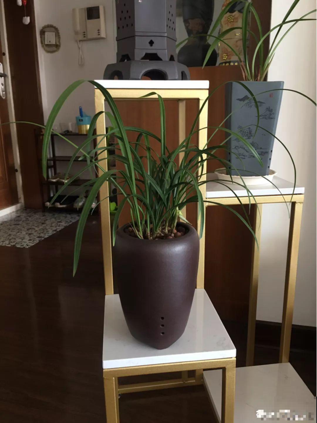 适合冬天养的10种兰花，能一直开到过年，颜值超高有气质！