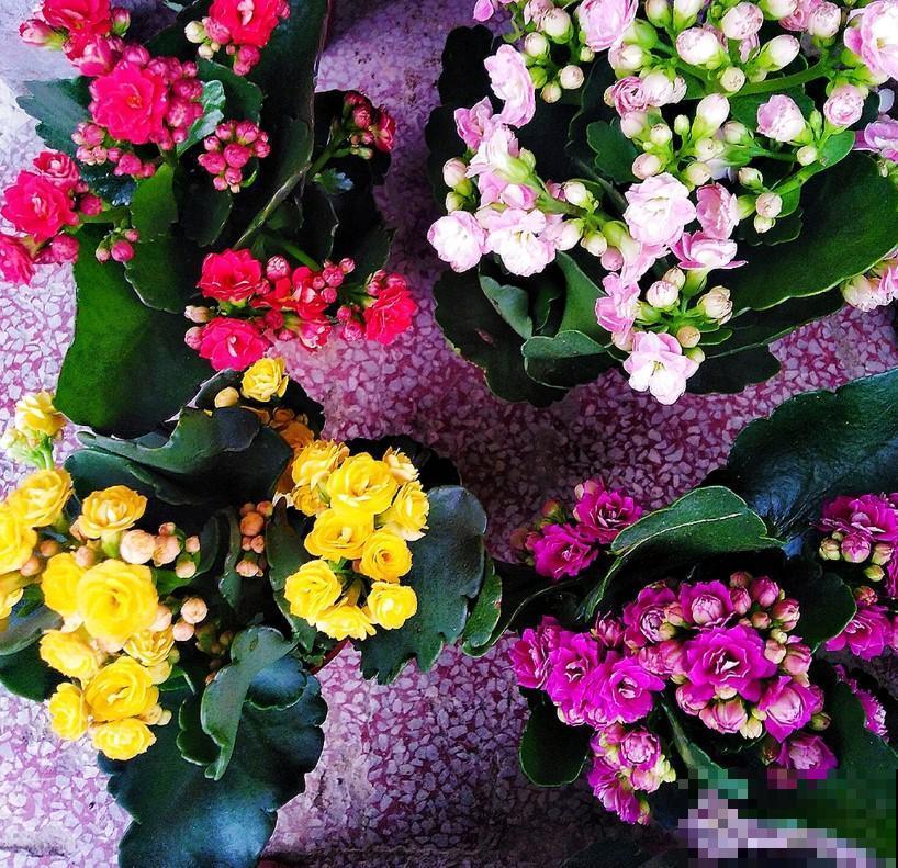 3种大型花，养在室内，漂亮又好看！
