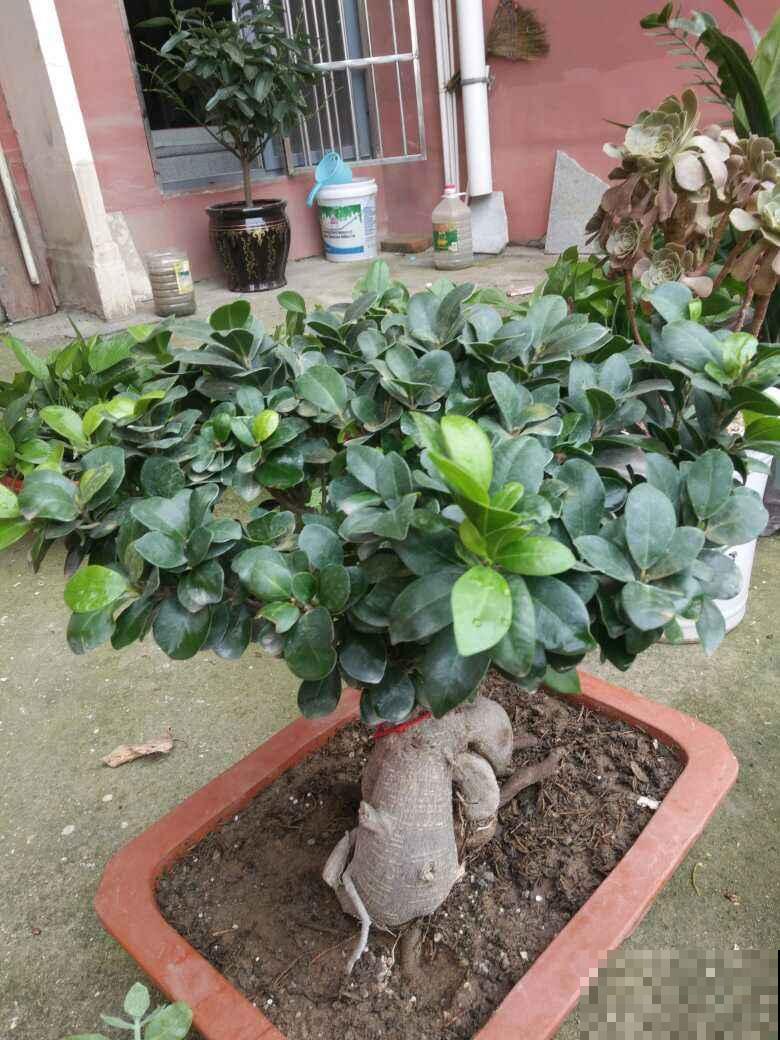 榕树根从筷子细到手腕粗，这几个秘诀不得不知，几个月就脱胎换骨