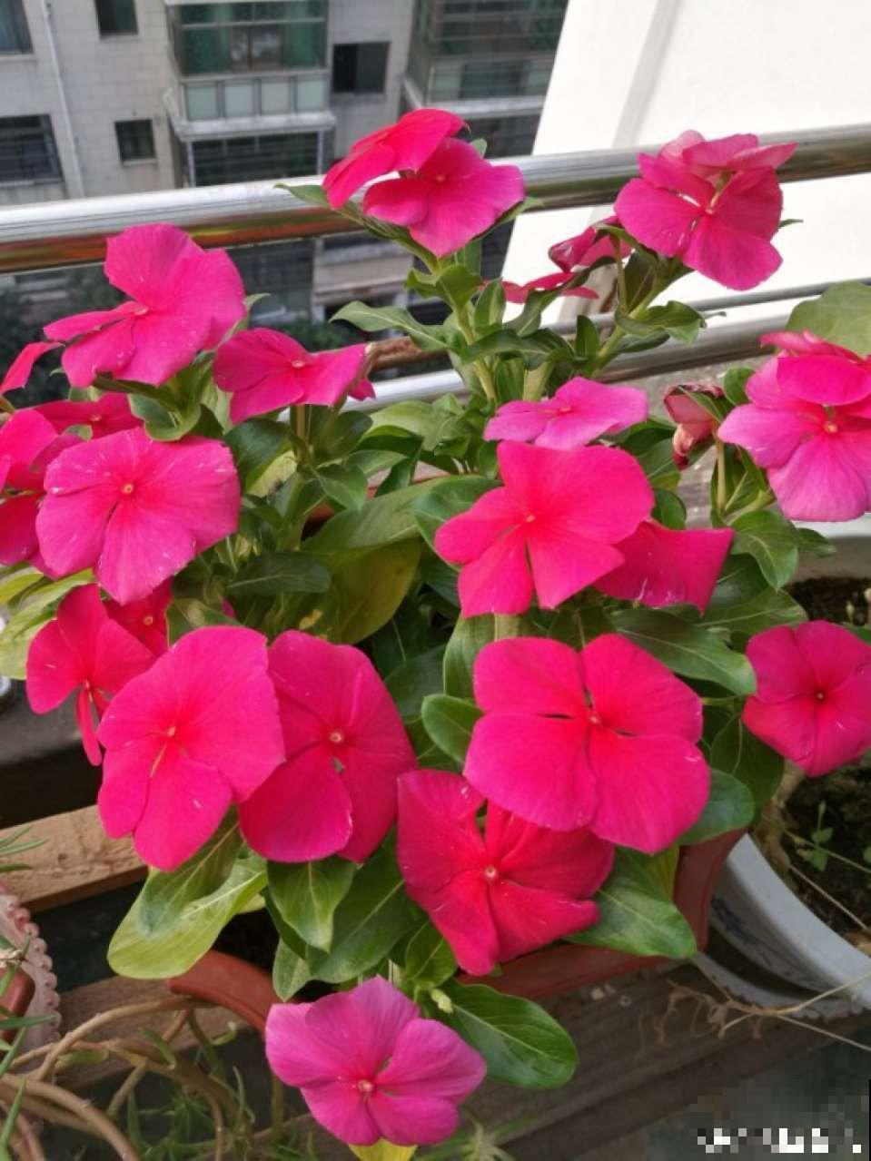 这花放阳台，能从冬天一直开到夏天，怎么都看不够！