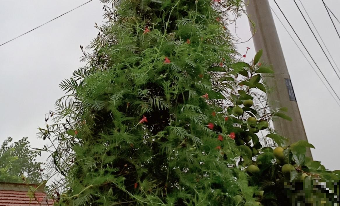 童年记忆中的五角花，这东西太能长了，养了可别忘记修剪！