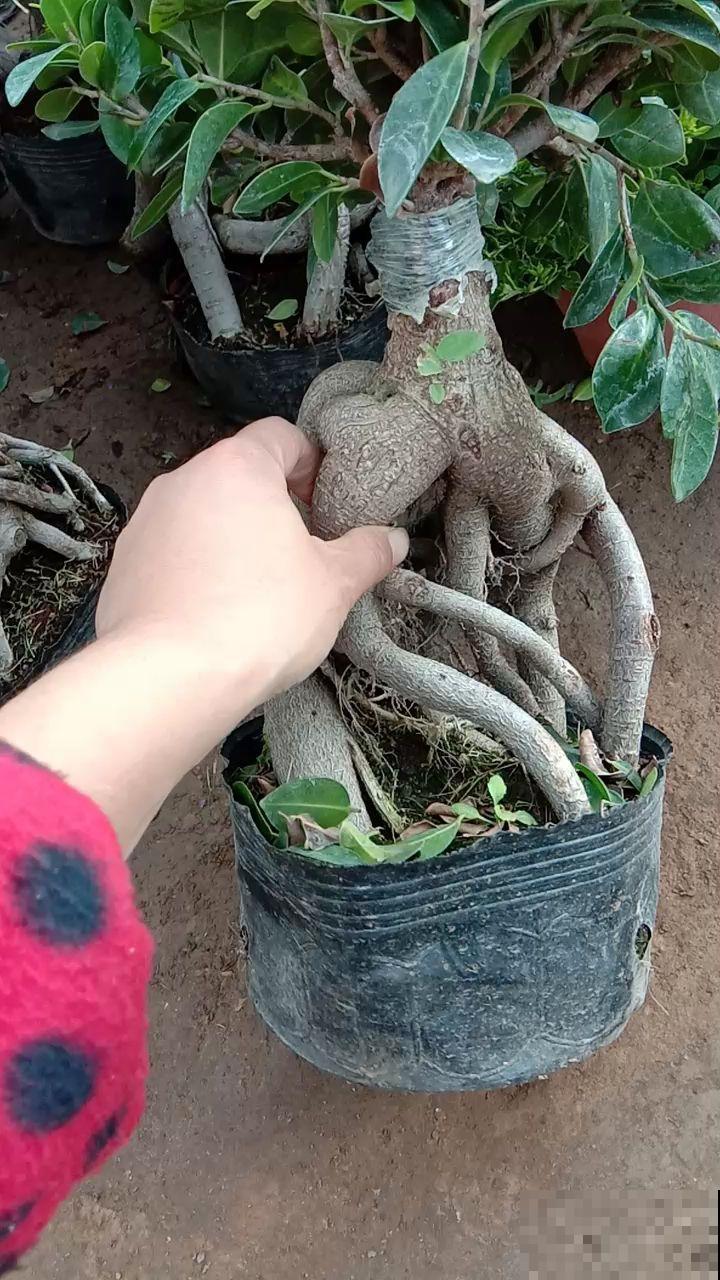 榕树根从筷子细到手腕粗，这几个秘诀不得不知，几个月就脱胎换骨